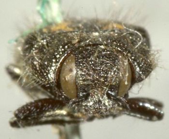 Media type: image;   Entomology 2723 Aspect: head frontal view